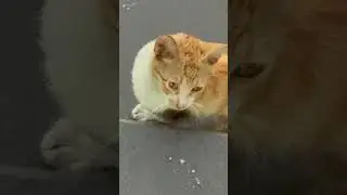 Annemi arkadaşımın yanında sinirlendirdim 😤😤 #cat #family #ailevlog #cute #family