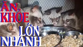 Bí quyết chăm sóc chồn baby khỏe mạnh hay ăn chóng lớn | Kỹ thuật nuôi chồn hương | Chuyện nhà nông