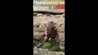 is he really jerking off 🤣🤣🤣😂, please like, subscribe and tell me what you think #animals #humanity