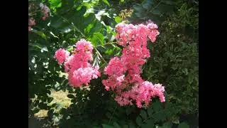 Botanical Garden of Fragrant Plants in Limoux France | Jardin aux Plantes la Bouich&egrave;re 2015