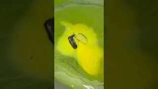 @LUSH | Frankenstein bath bomb