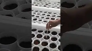 Direct Sowing Hydroponic Lettuce In A Cup #lettuce #hydroponics #backyardgardening