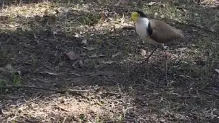 Bird guarding nest