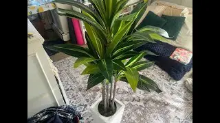 Честный отзыв о искусственном дереве Vivatrees Dracaena высотой 1,5 метра.