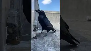 The crow put a stone in the bottle.#shortsvideo