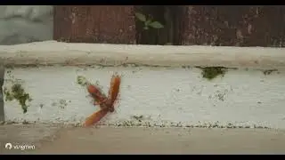Timelapse of ants eating an insect