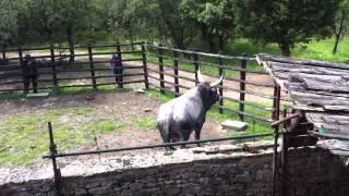 Toro Maremmano-Alfonsino libero 2014 (Bull maremmano free)