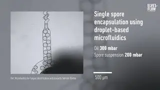 Single spore encapsulation using droplet-based microfluidics, by Sehrish Iftikhar