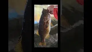 caught my PB small mouth in gananoque 4.3lbs #fishing #bassfishing #bigbitebaits  #smallmouthbass