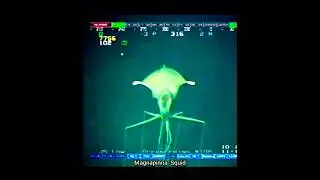 Alien Squid Caught on Camera 📸 | Magnapinna Squid | Big Fin Squid | Deap Sea Creatures