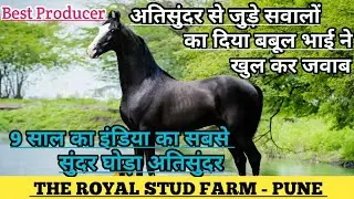 9 साल का इंडिया का सबसे सुंदर घोड़ा अतिसुंदर और उससे जुड़े सवालों का जवाब ! (7204712712)