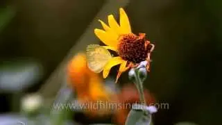 Common Grass Yellow butterfly
