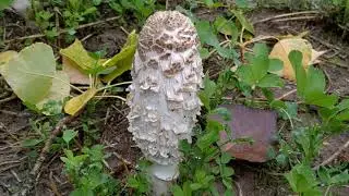 Coprinus comatus. Barbuda. Chipirón de monte. Identificación y curiosidades.
