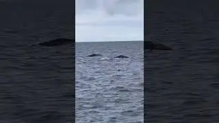 Gray Whales L❤️VE Dana Point! We are the Dolphin & Whale Watching Capital of the World &reg;️