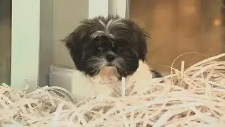 New York State to ban pet stores from selling dogs, cats and rabbits