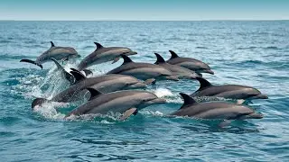ABC Ocean Animal Song for Kids | Fun Alphabet Learning with Sea Creatures | #abc #seaanimals