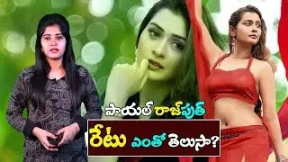Payal Rajput Remuneration For One Day | RDX Love Movie | #Payal Rajput | Top Telugu Media