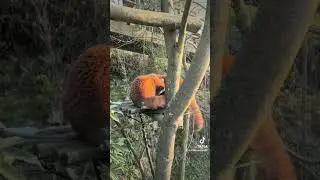 Return my pumpkin!😣😣😣#fy #fyp #trending #cute #adorable #redpanda #love