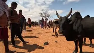 Ambalavao Zebu Market, south of #madagascar, September 2023