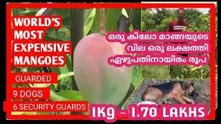 World's Most Expensive Mangoes | ലോകത്തിലെ ഏറ്റവും വിലപിടിപ്പുള്ള മാമ്പഴങ്ങൾ |Ten Star Entertainment