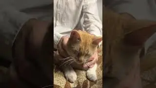 Cat loves massage asmr