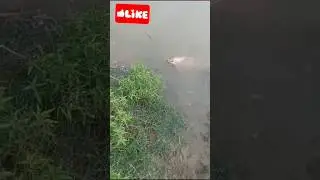 7kg Big rohu catching 😱 #fishing #huntfish #fishingtechniques #fish #fishhunter #alifishhunter