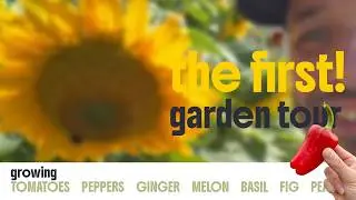 July 22nd vegetable garden tour. Growing Ginger in Newcastle?!