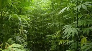 Hemp | Wikipedia audio article