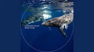 Whale Song I