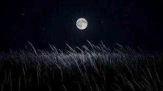 Summer Night Crickets – Relaxing Nature Sounds for Sleep, Focus & Stress Relief