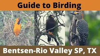Guide to Birding Bentsen-Rio Grande Valley State Park & National Butterfly Garden