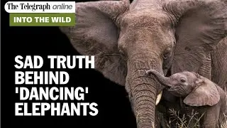 Ever Seen Elephants 'Dance' to Music? The Truth Behind Will Break Your Heart&hellip; #elepants