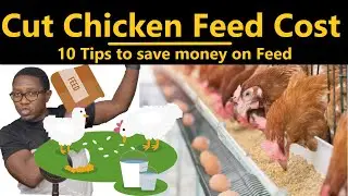 Secrets to Save on Poultry Feed: Cheap Chicken Feed WITHOUT Growth Promoters.