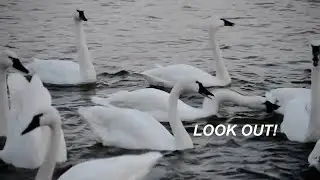 Don't Mess with Hungry Swans | Swan Time