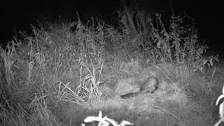 Marten with a dead blackbird
