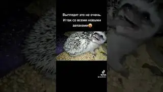 ❗Ёжик впервые пробует виноградную улитку. Hedgehog tries grape snail for the first time. #ezhikafro