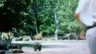 Stoffel the honey badger