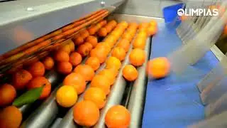 OLIMPIAS S.A. | Sorting & Packing Line for citrus fruits. &Gamma;&rho;&alpha;&mu;&mu;ή &tau;&alpha;&xi;&iota;&nu;ό&mu;&eta;&sigma;&eta;&sigmaf; &gamma;&iota;&alpha; &epsilon;&sigma;&pi;&epsilon;&rho;&iota;&delta;&omicron;&epsilon;&iota;&delta;ή.