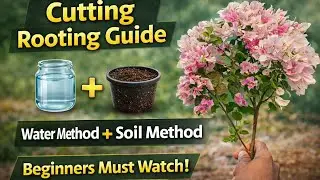 “BOUGAINVILLEA CUTTING – 100% ROOTING GUIDE!”