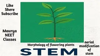 Aerial modification of stem (stem part 4) #mauryasir #botany #morphology #neet #11th #competition 
