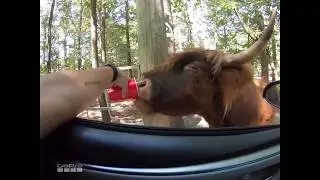 Harmony Park Safari - Huntsville, AL