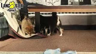 Sweet Pomsky Puppies
