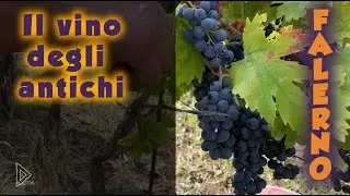 La Vendemmia