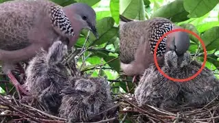 Oriental turtle dove Birds Take care of the baby in the nest of two cute birds [ Review Bird Nest ]