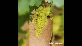 Vigne amateur dans le 01