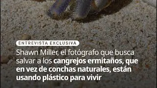 Shawn Miller, el fot&oacute;grafo que busca salvar a los cangrejos ermita&ntilde;os