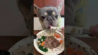 Immersive eating and broadcasting of small bucket#French bulldog#Cute Pet Debut Plan.#The