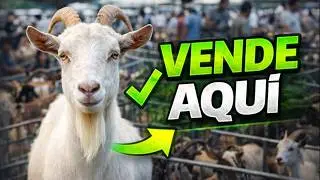 C&oacute;mo Vender Cabras y Ganar M&aacute;s Dinero Sin Errores