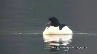 SMERGO MAGGIORE (Mergus merganser)