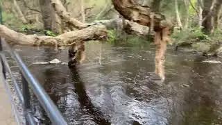 Canning River Bursts Its Banks After Wet Winter | Perth Flooding 2025